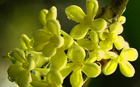 桂花優秀作文常用(15篇)