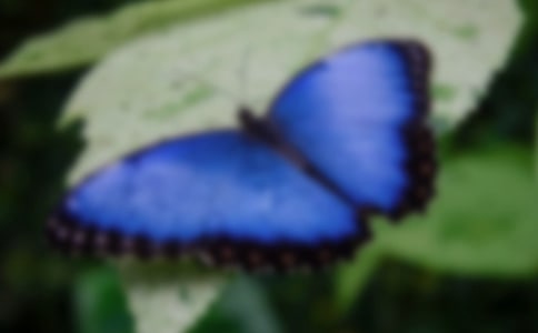 аĺg̰