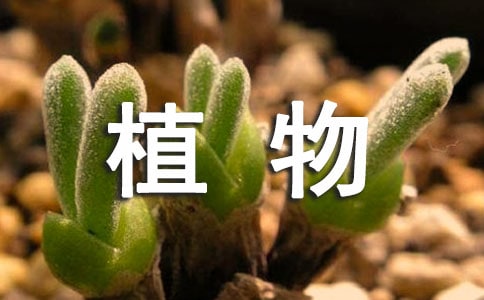]茑ֲ300ƪ